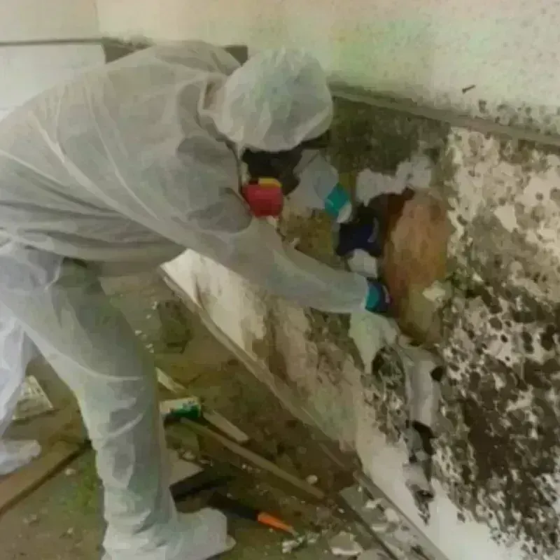 Mold Remediation and Removal in Homer, AK